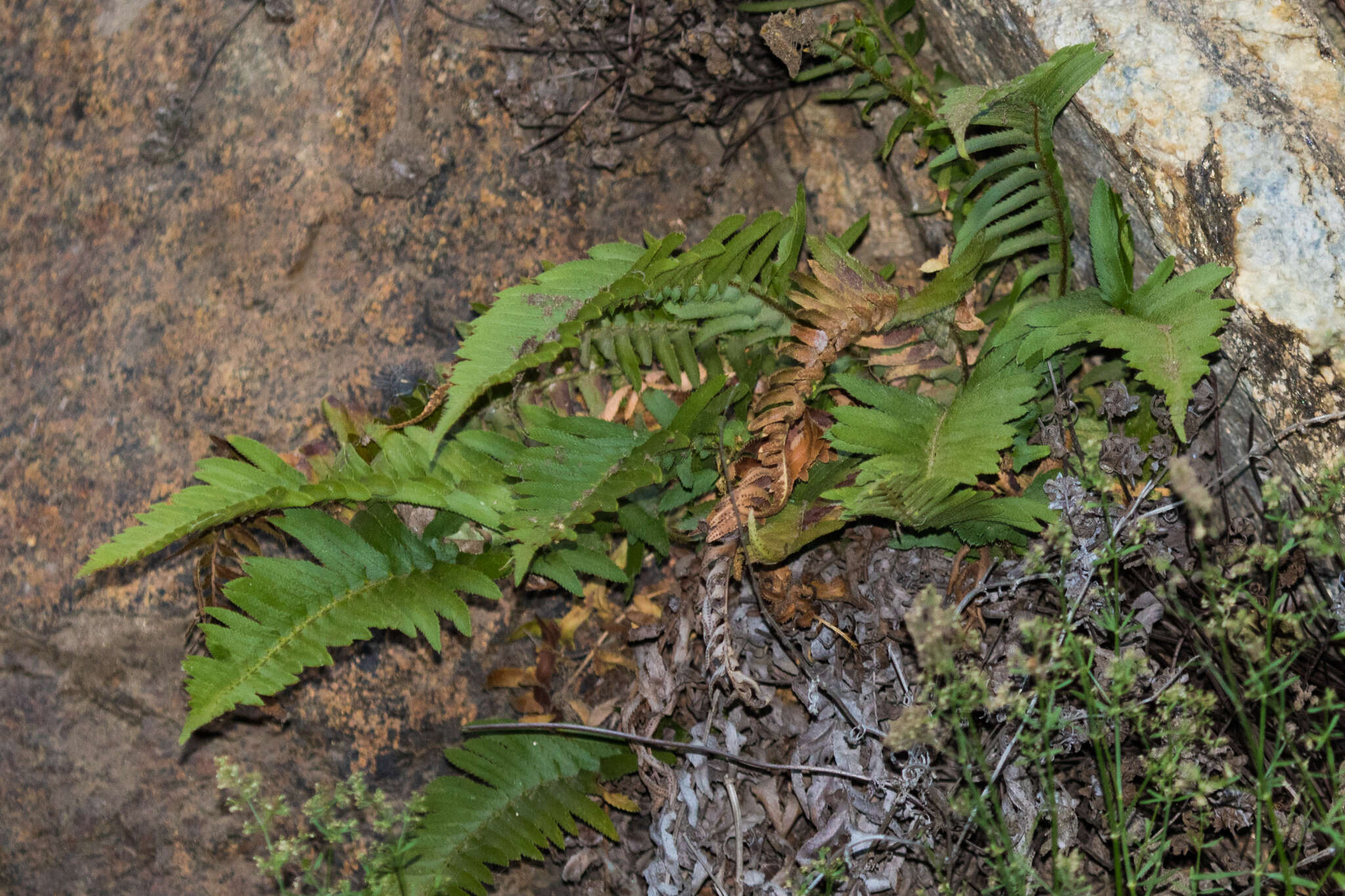 Image of narrowleaf swordfern