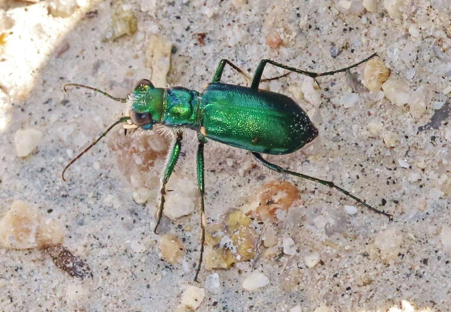 Image de Cicindela (Cicindela) pimeriana Le Conte 1867