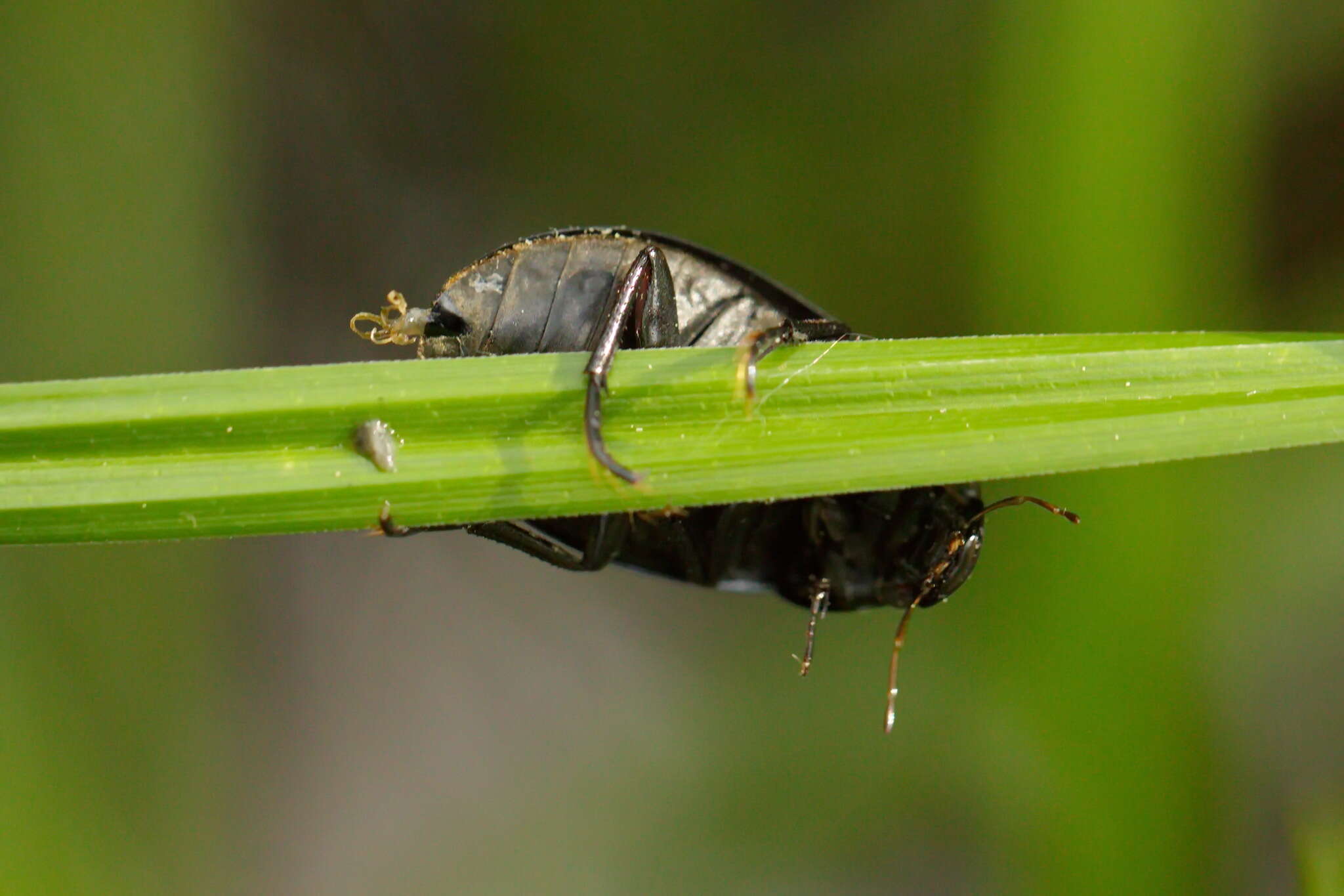 Image of Lesser silver water beetle