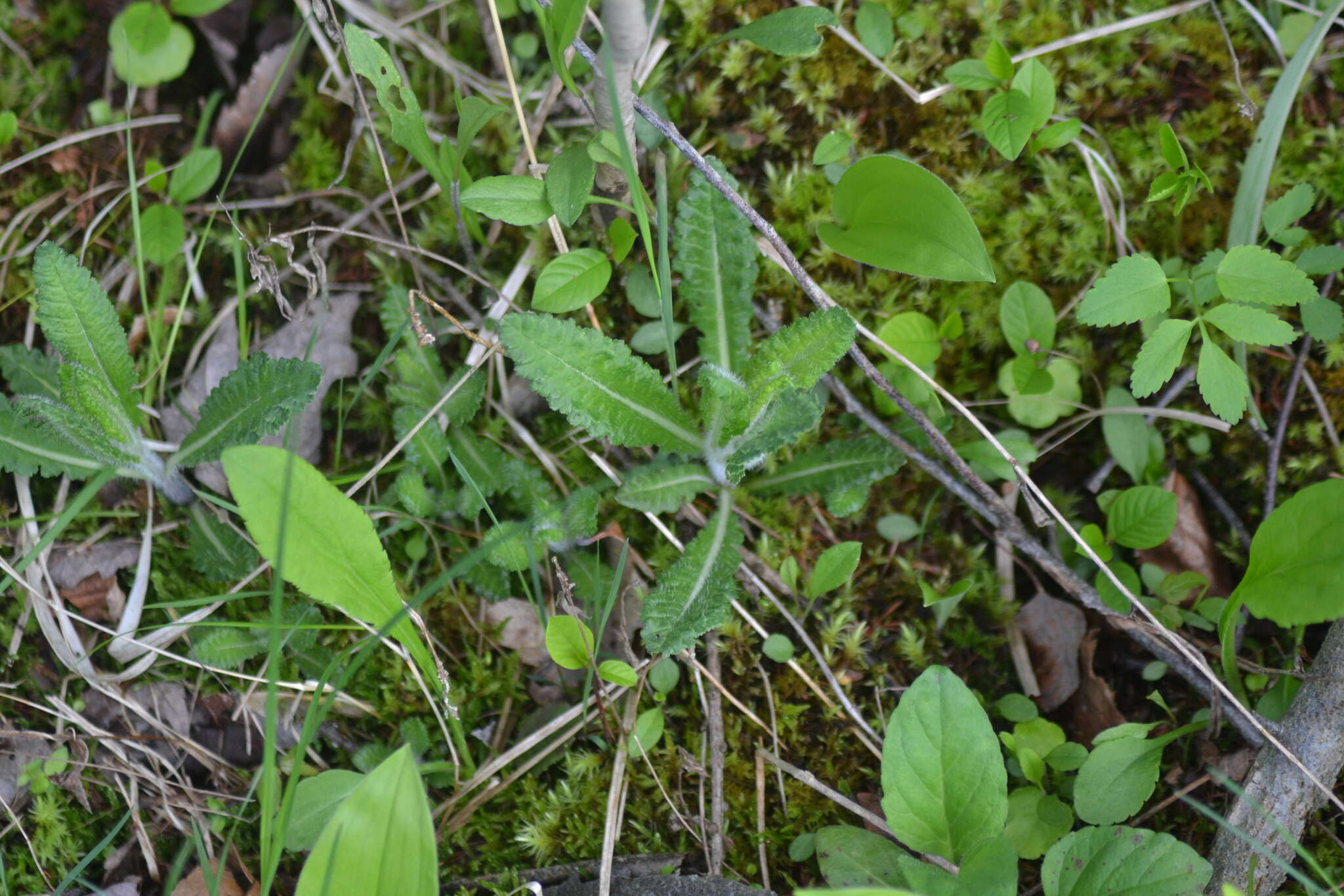 Image of swamp lousewort