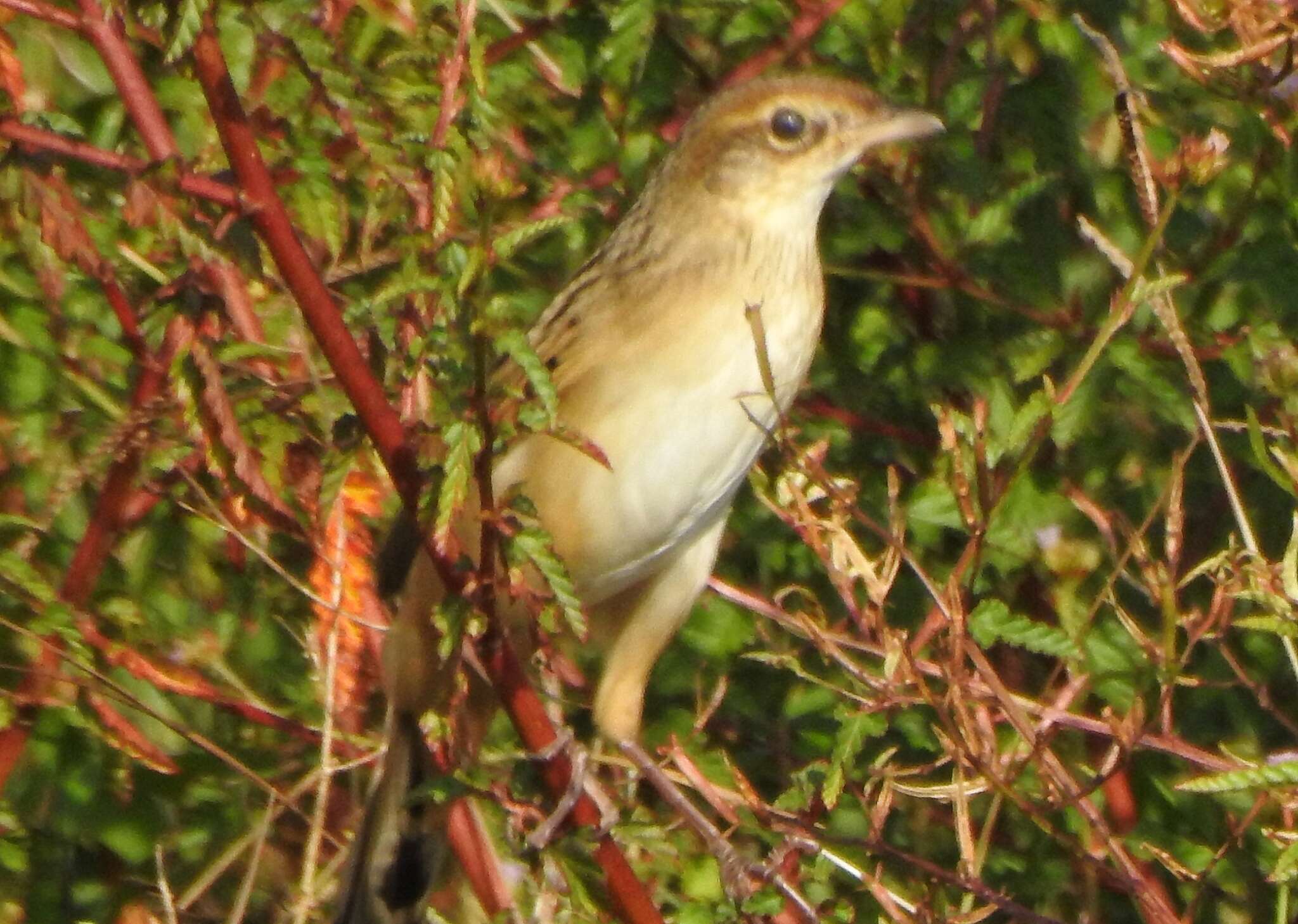 Plancia ëd Schoenicola striatus (Jerdon 1841)