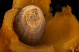 Image of blue-rayed limpet