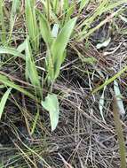 Image of Coastal-Plain Silk-Grass