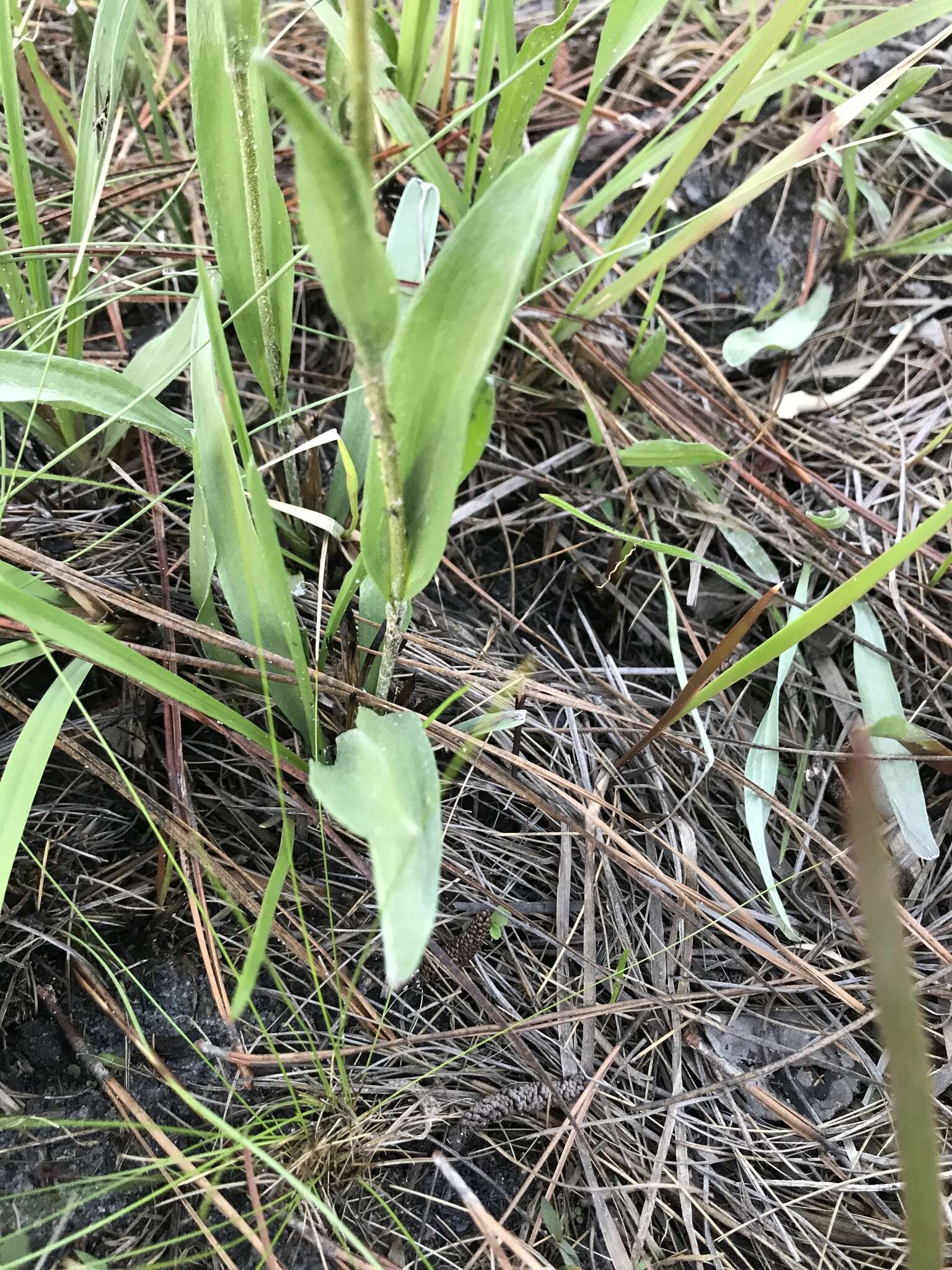 Image of Coastal-Plain Silk-Grass