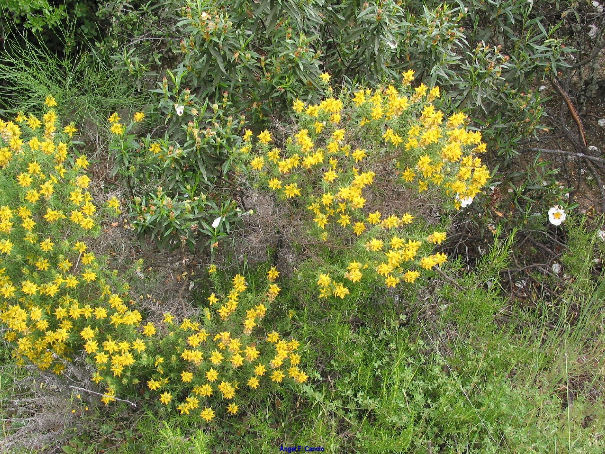 صورة Genista hirsuta M. Vahl