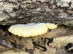 Image de Crepidotus croceotinctus Peck 1887