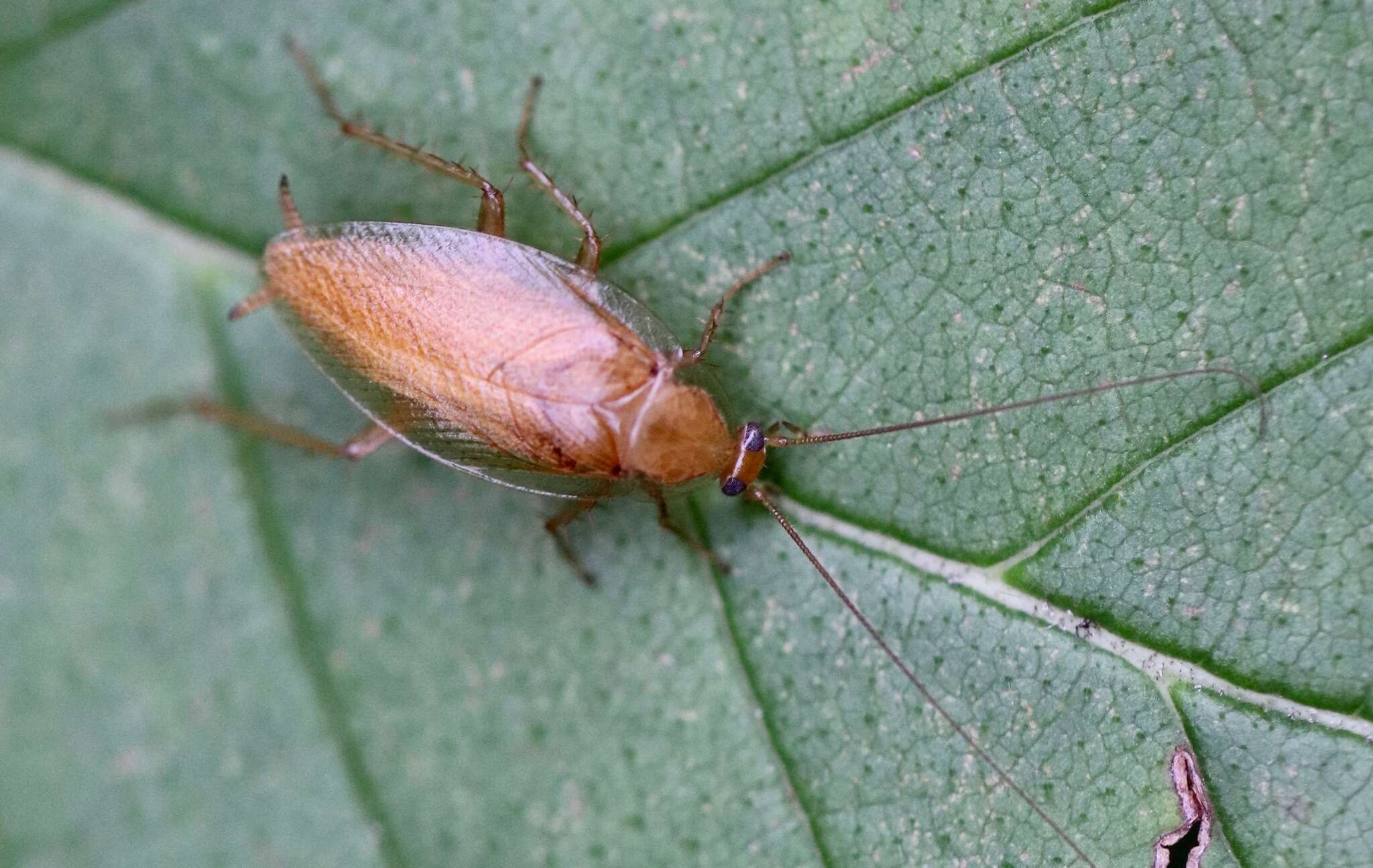 Image of tawny cockroach