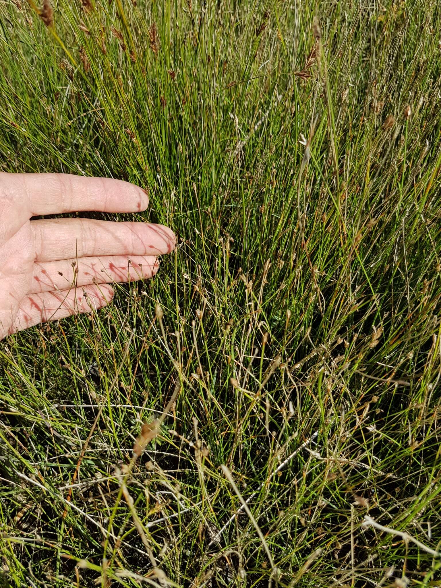 Imagem de Eleocharis quinqueflora (Hartmann) O. Schwarz