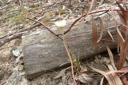 Слика од Leucochrysum albicans (A. Cunn.) P. G. Wilson