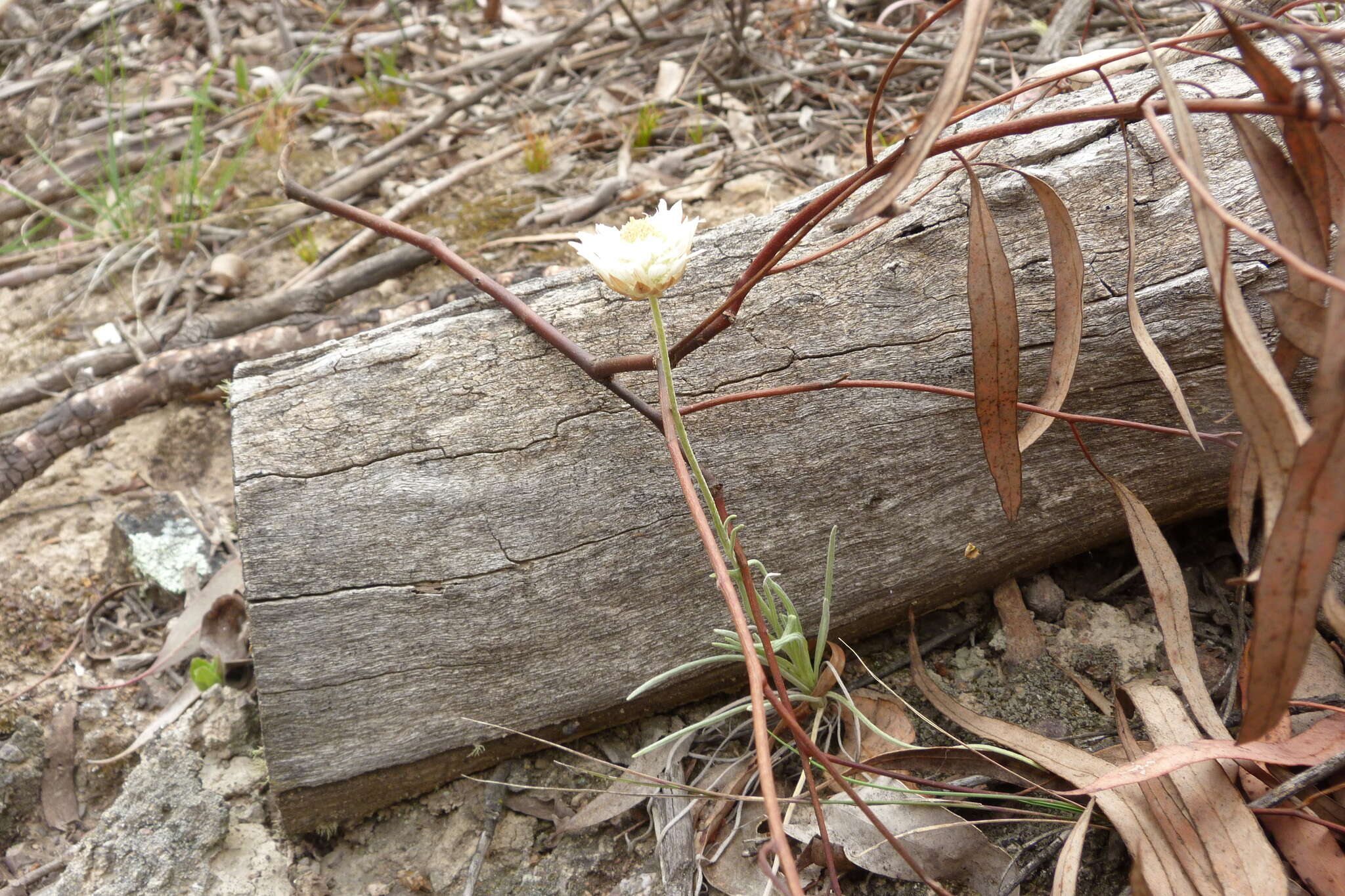 Слика од Leucochrysum albicans (A. Cunn.) P. G. Wilson