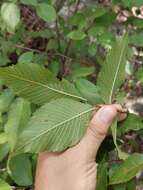 Image of September elm