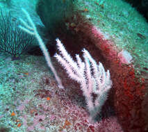 Image of Broad Sea Fan