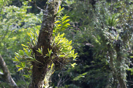 Trichoglottis luchuensis (Rolfe) Garay & H. R. Sweet resmi