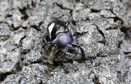 Image de Streptocerus speciosus Fairmaire 1850