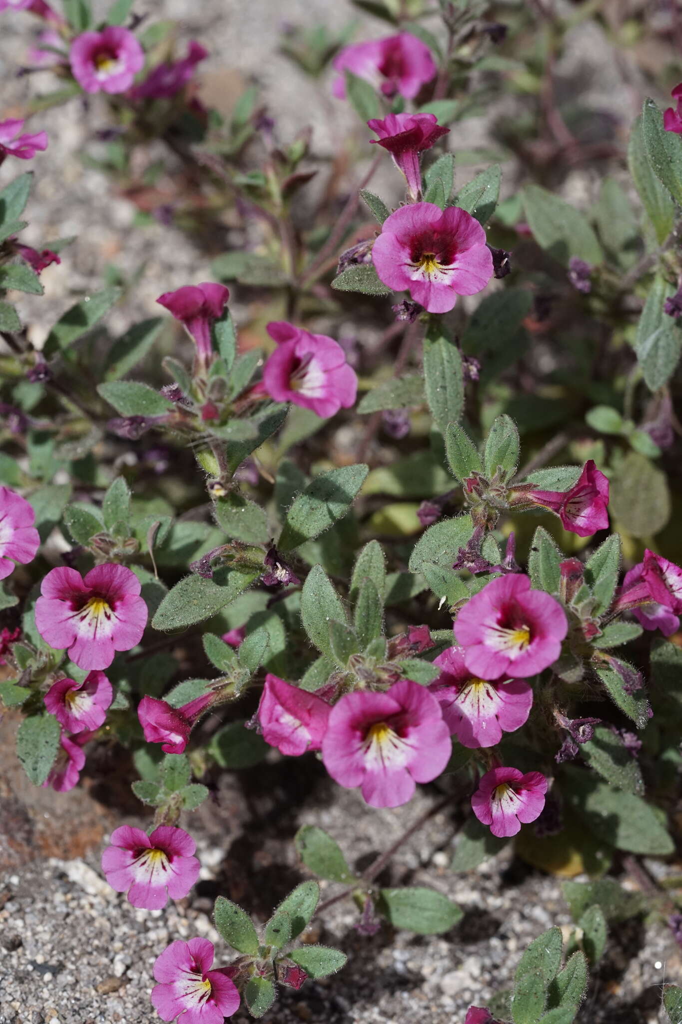 Image of sticky monkeyflower