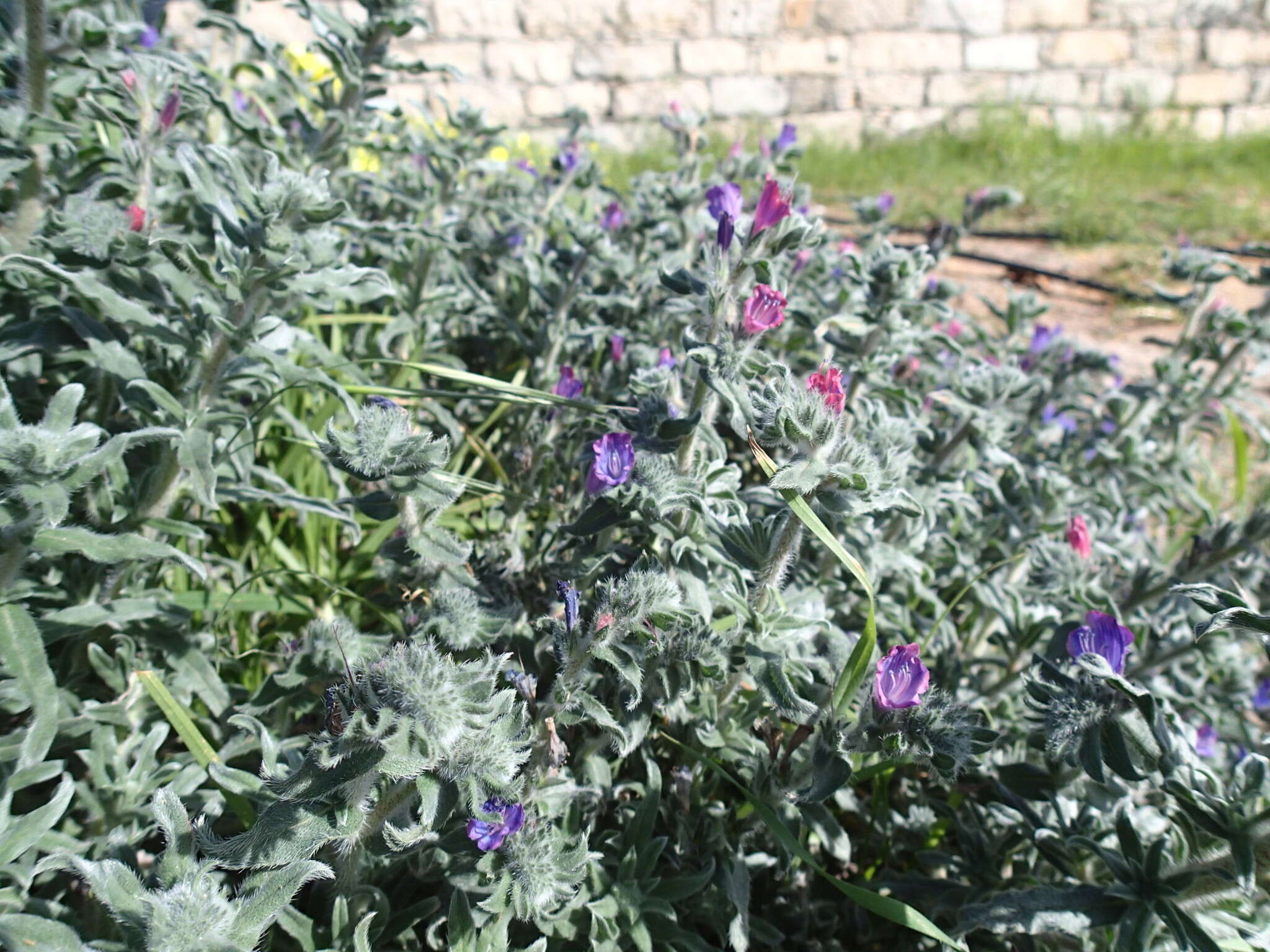 Image of Echium angustifolium Miller