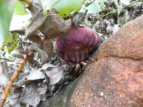 Image de Protea amplexicaulis (Salisb.) R. Br.