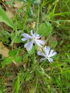 Imagem de Phlox bifida Beck