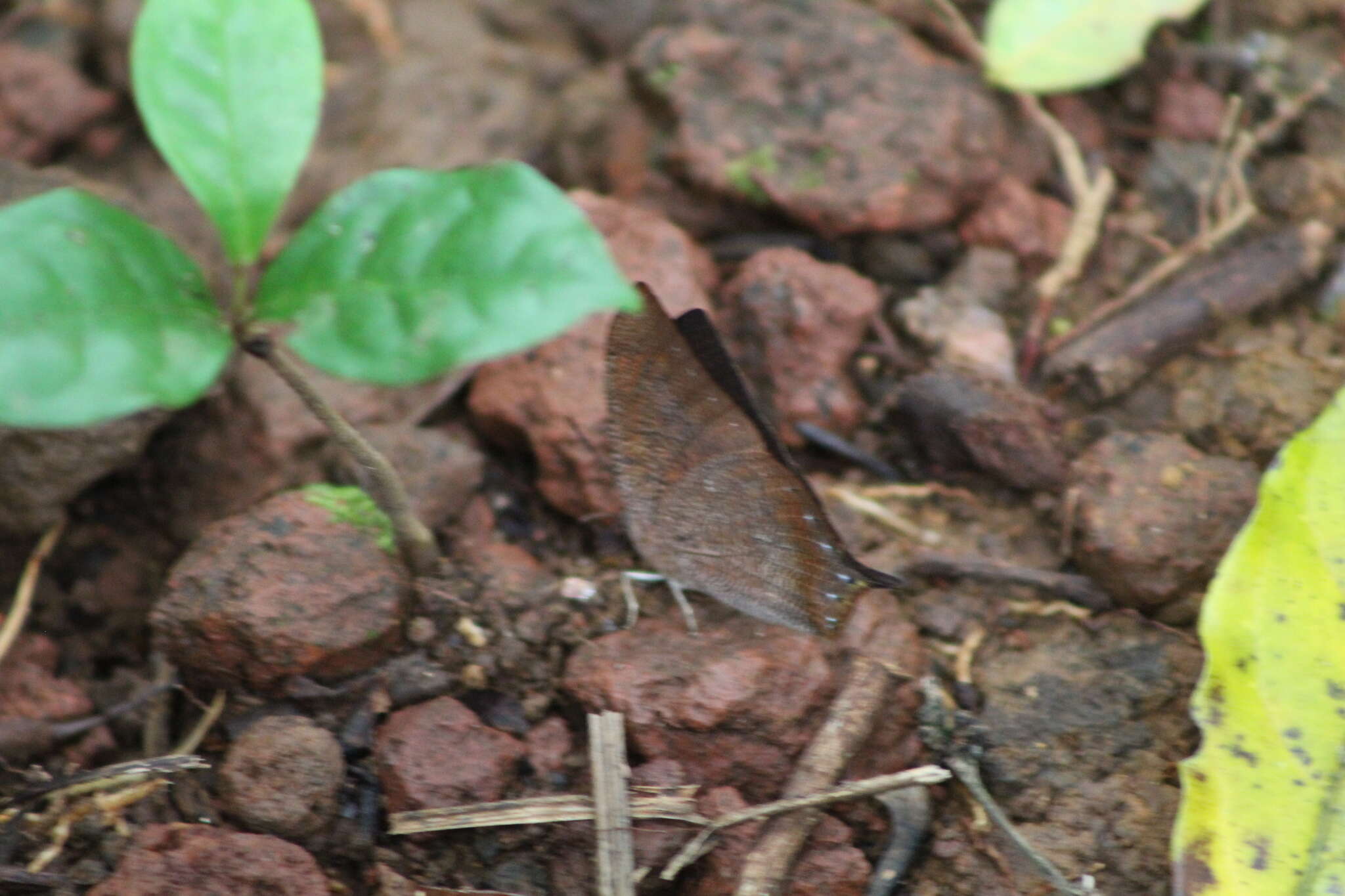 Fountainea halice chrysophana resmi