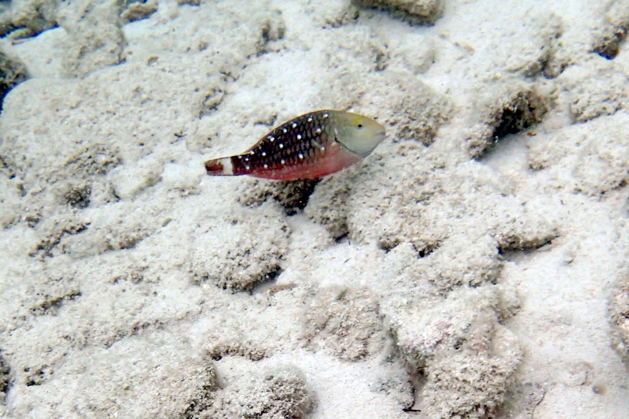 Image of Dark Green Parrotfish