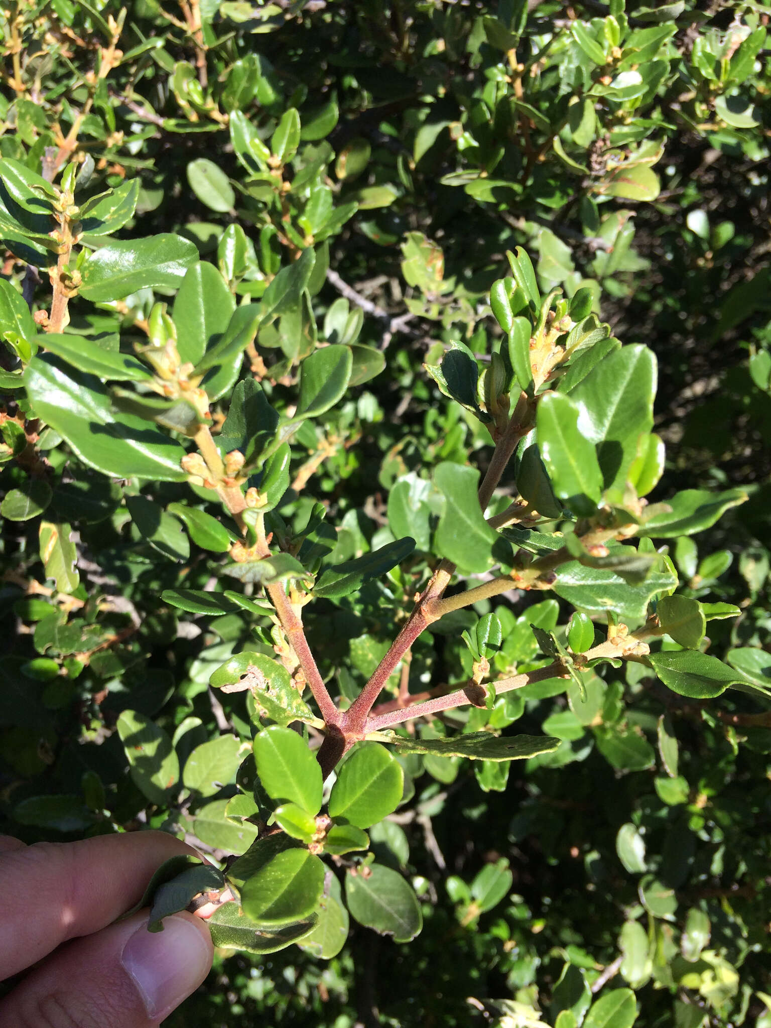 Image of island ceanothus