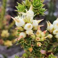 Image of Richea sprengelioides (R. Br.) F. Muell.