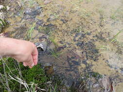 Image of blackfoot quillwort