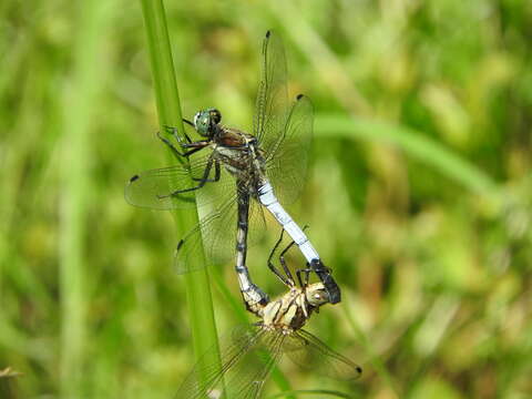 Sivun Orthetrum albistylum (Selys 1848) kuva