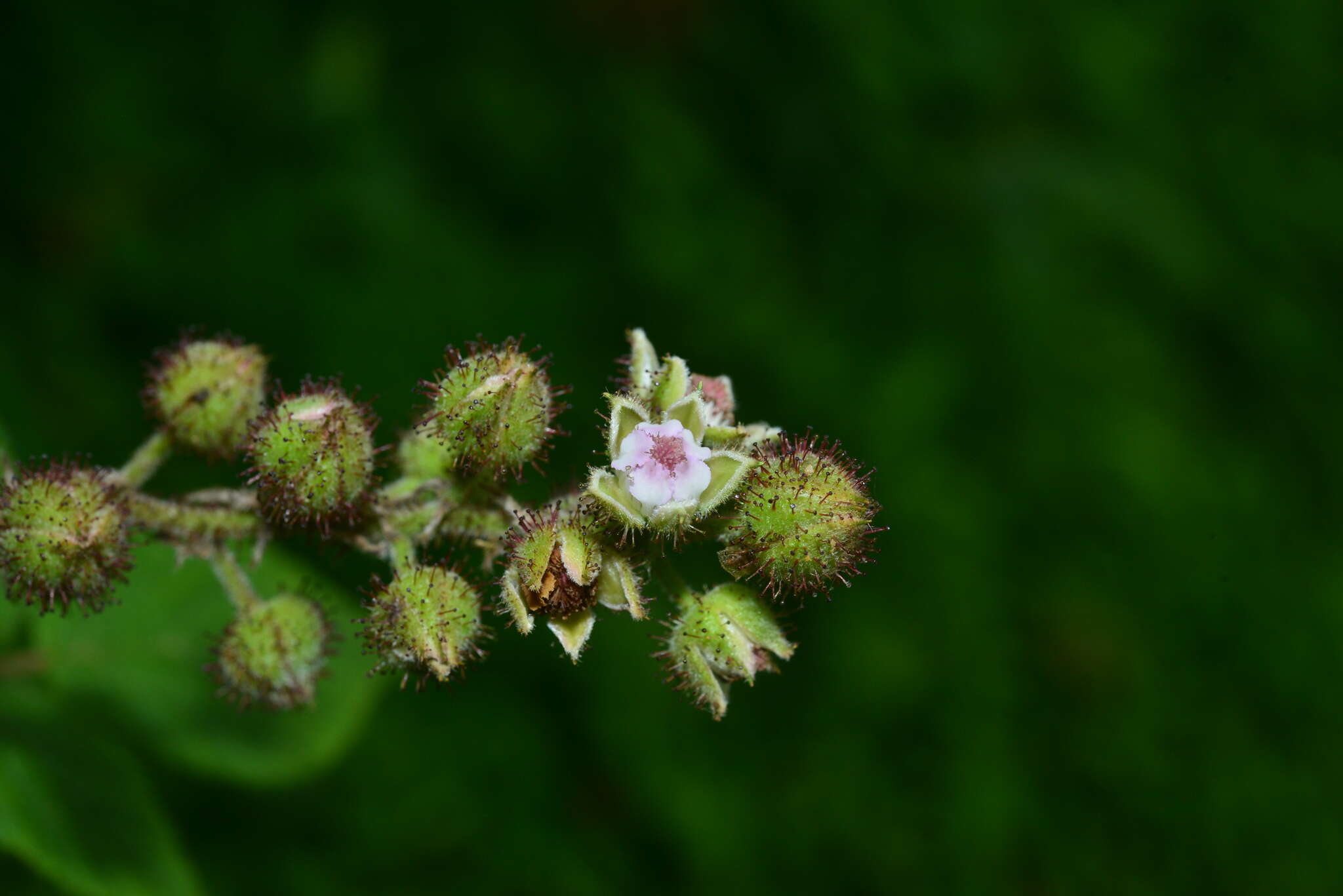 Plancia ëd Rubus parviaraliifolius Hayata