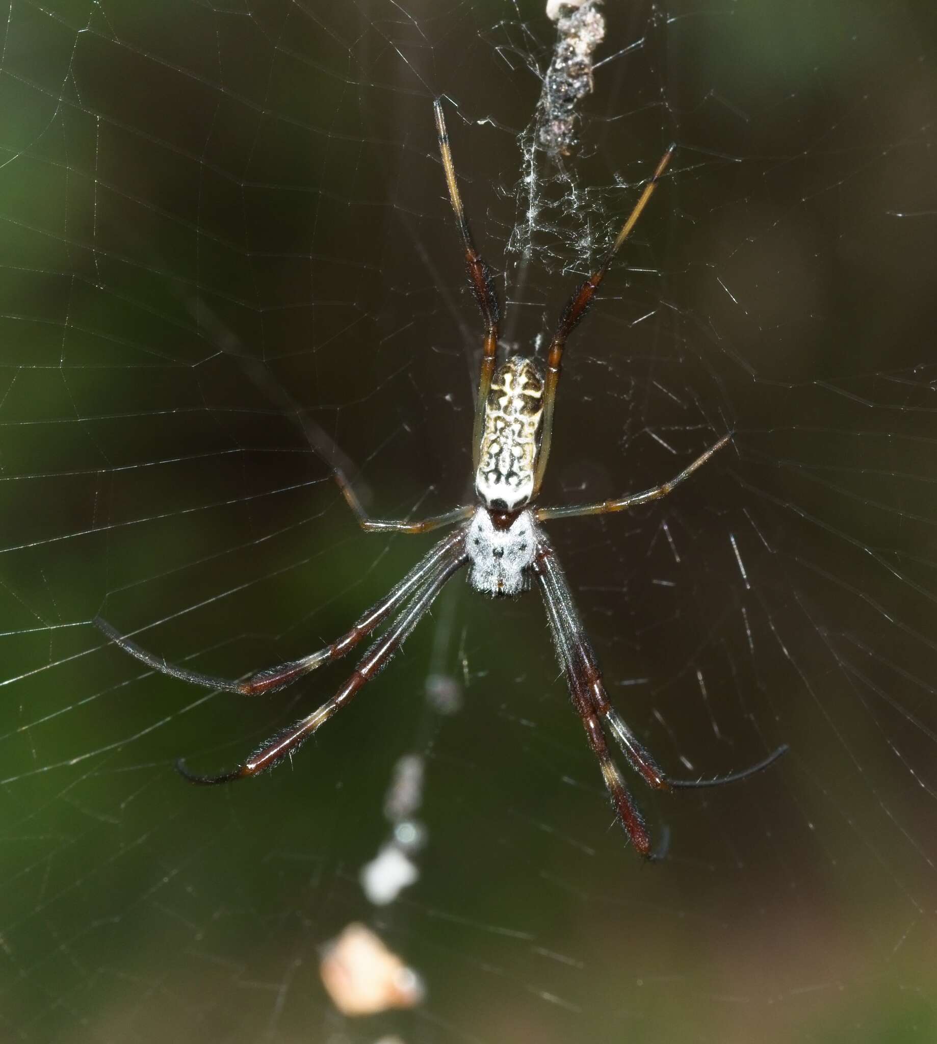 Image de Trichonephila edulis (Labillardière 1799)