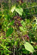 Image of oldfield milkvine