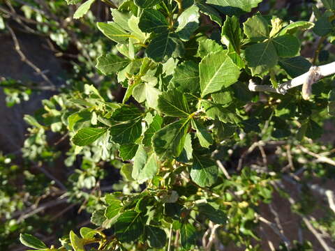 Image of Searsia populifolia (Sond.) Moffett