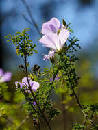 Image of Hibiscus huegelii Endl.