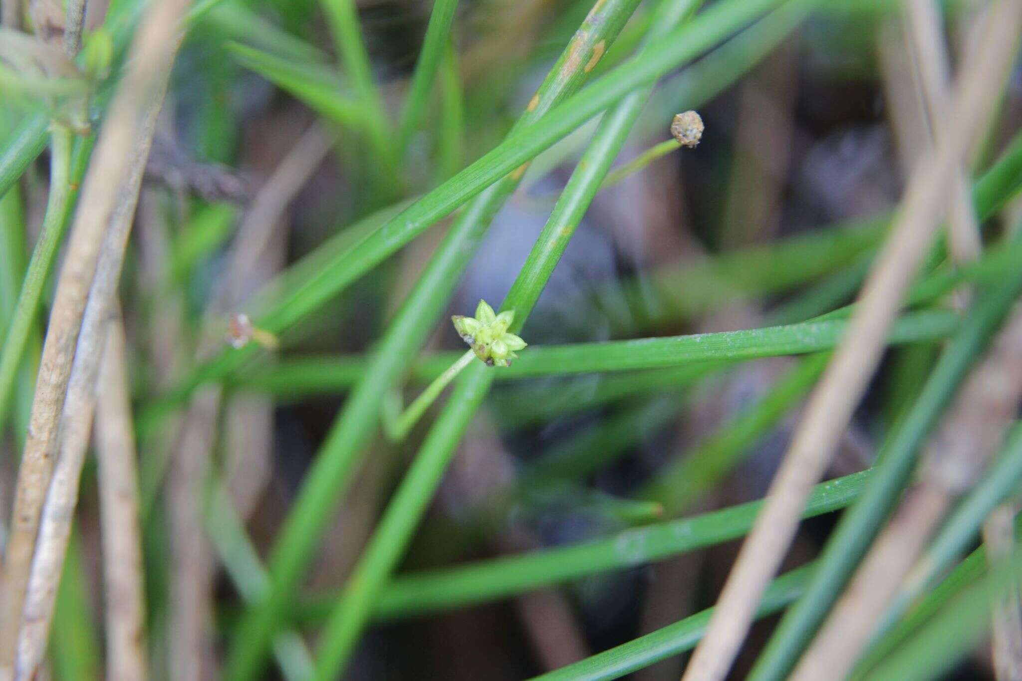 Image of Baldellia repens subsp. cavanillesii (Molina Abril, A. Galán, J. M. Pizarro & Sard. Rosc.) Talavera