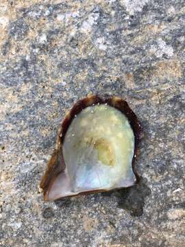 Image of rayed pearl oyster