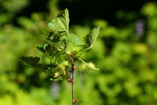 Image of spring gooseberry