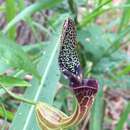 Image de Aristolochia chiquitensis Duch.