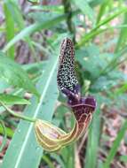 Image de Aristolochia chiquitensis Duch.