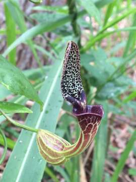 Image de Aristolochia chiquitensis Duch.