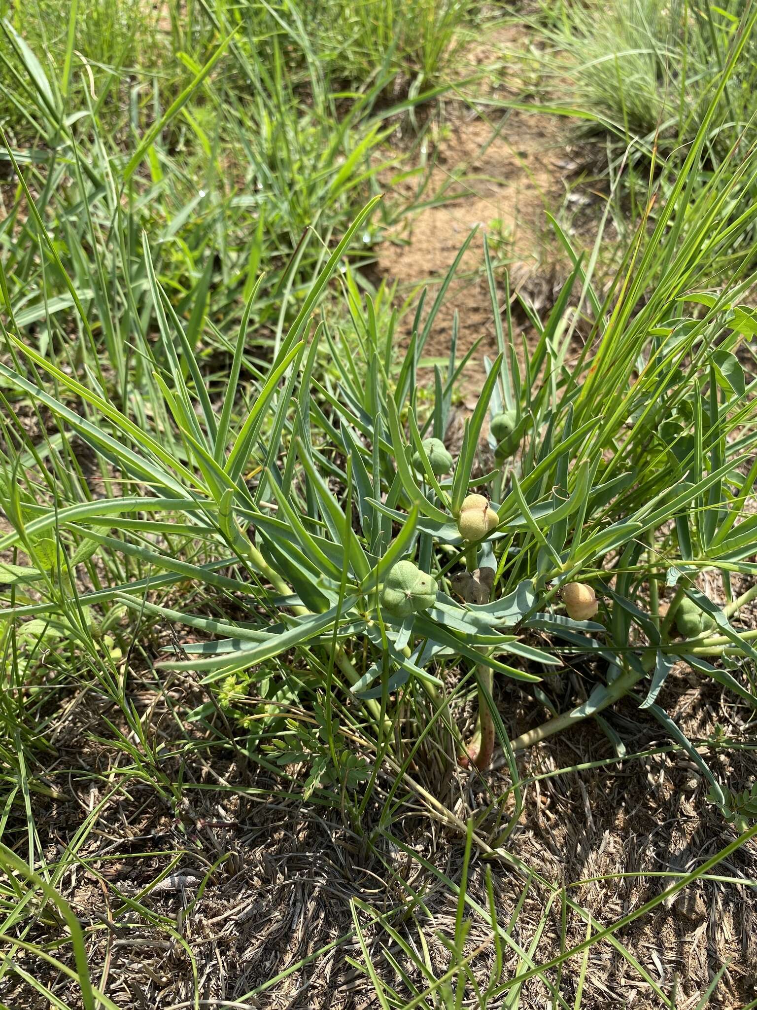 Image of <i>Euphorbia <i>trichadenia</i></i> var. trichadenia