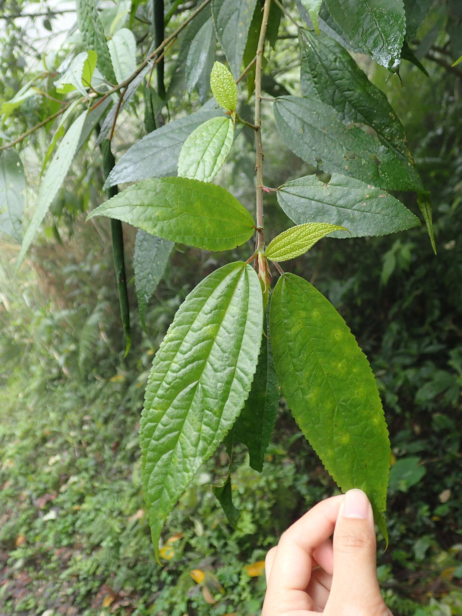 Image de Oreocnide pedunculata (Shirai) Masam.