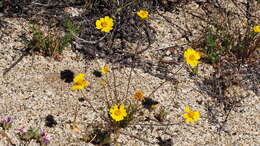 Imagem de Coreopsis californica (Nutt.) H. K. Sharsmith