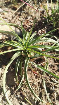 Image of Cyperus fulgens C. B. Clarke