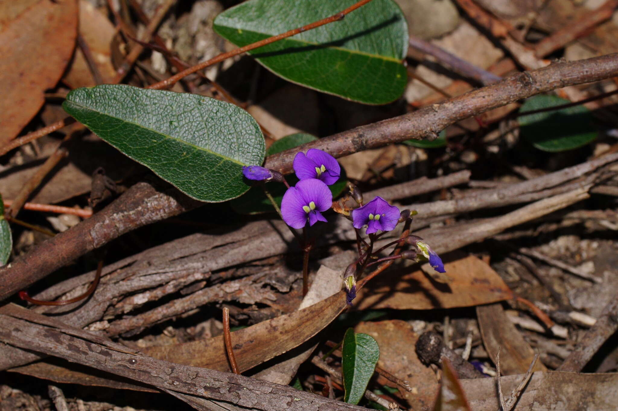 Hardenbergia violacea (Schneev.) Stearn resmi