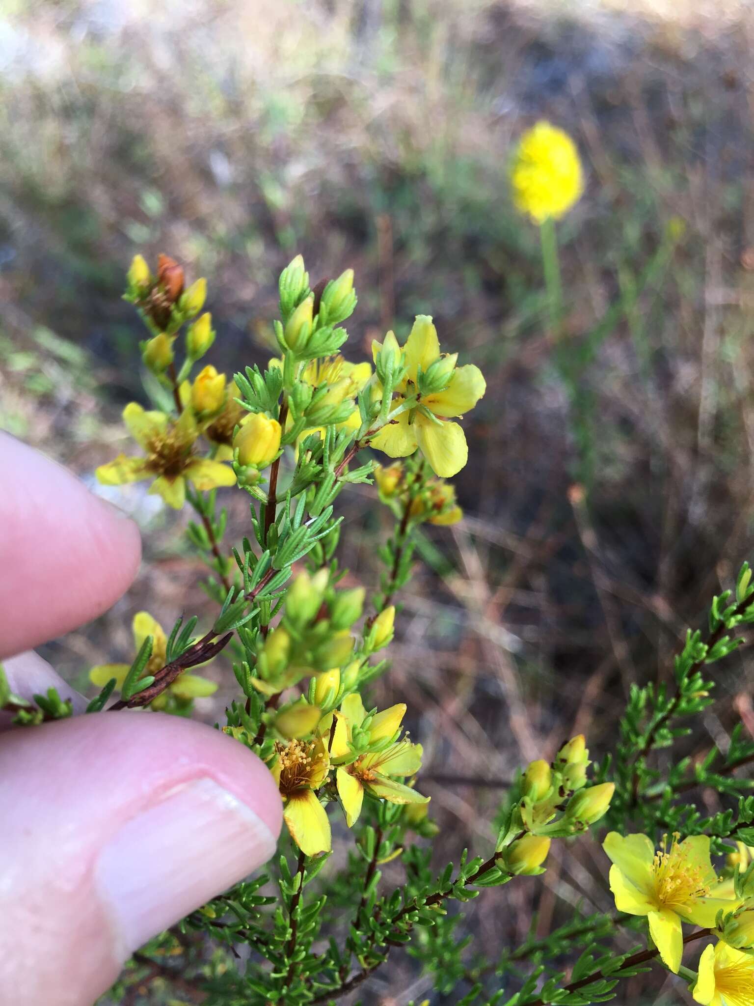 Image of Atlantic St. John's-Wort