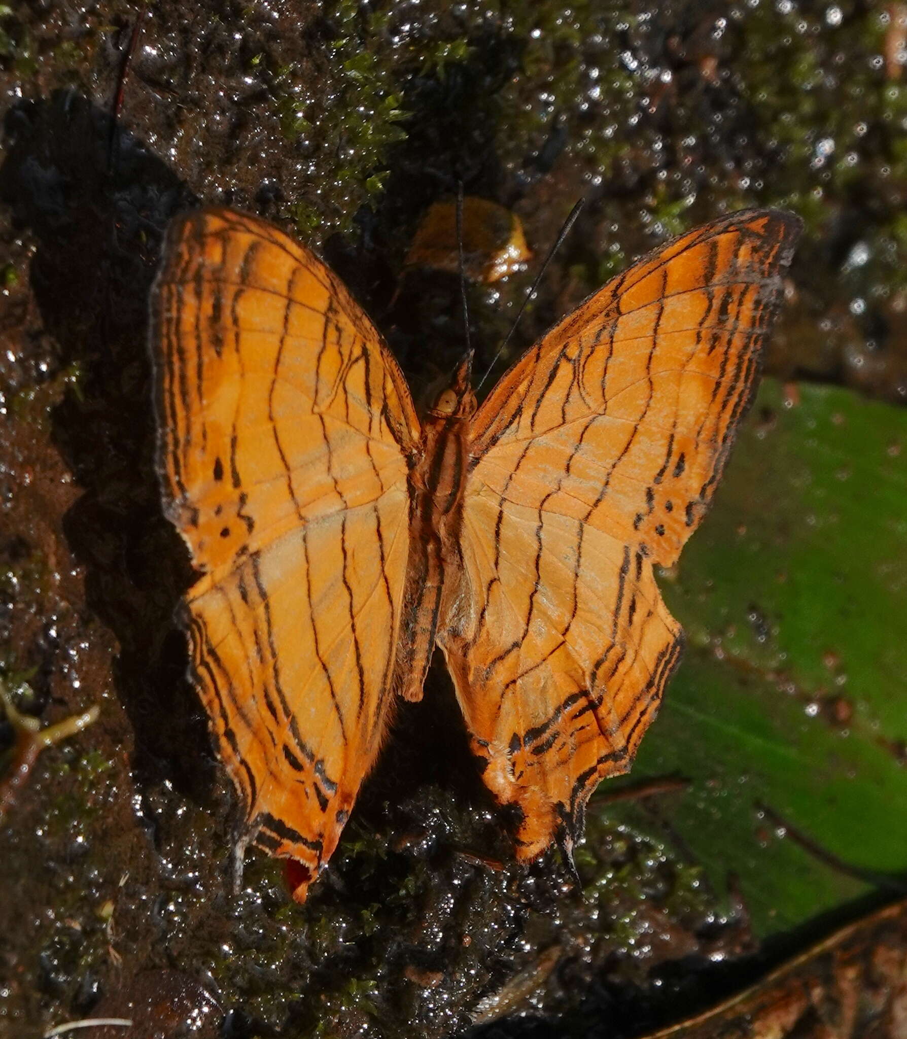 Image of Cyrestis lutea Zinken-Sommer 1831