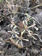 Image of Pelargonium viciifolium L'Her.