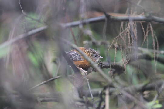 Image of Bar-winged Wren Babbler