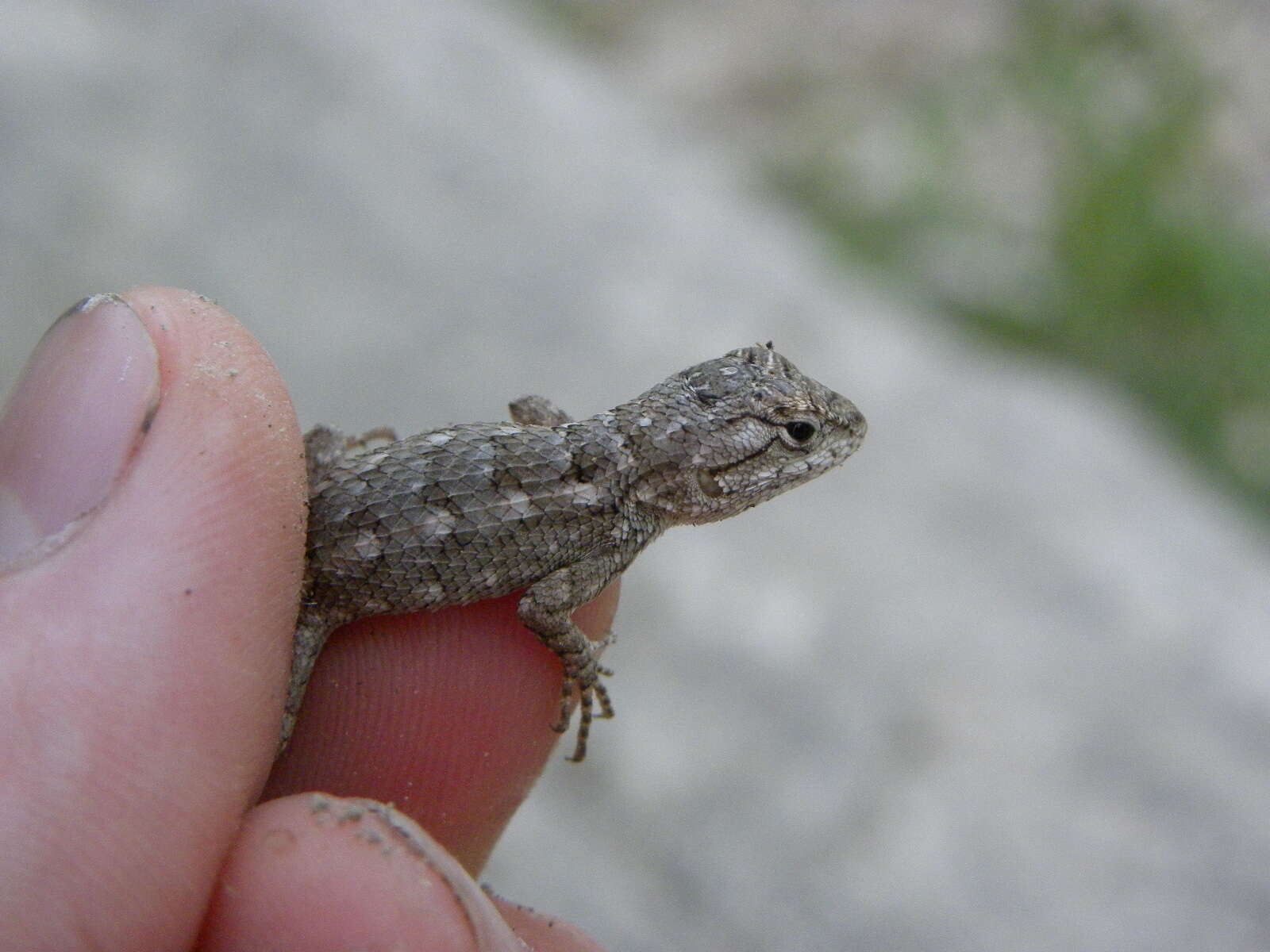 Sivun Sceloporus olivaceus Smith 1934 kuva