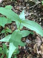 Image of Blue Ridge catchfly